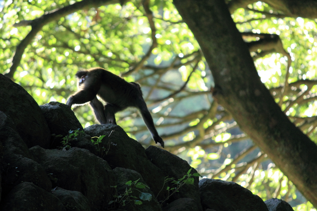 ＠高崎山　その１