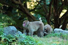 ＠高崎山　その２