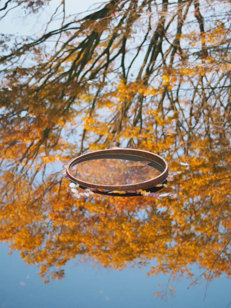 水面紅葉