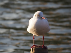 鳥
