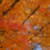 紅葉１
