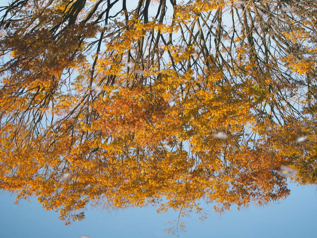 水面紅葉