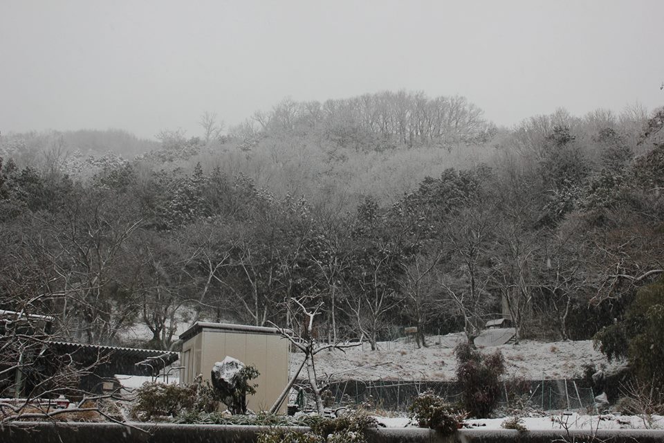 ほとんど雪の降らない兵庫県南部の雪