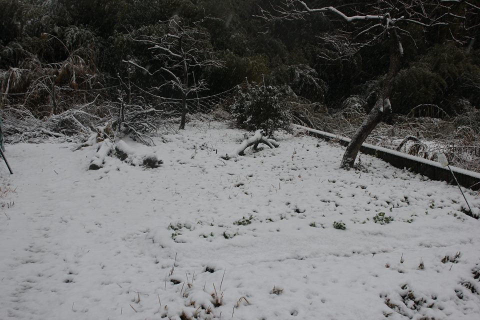 ほとんど雪の降らない兵庫県南部の雪
