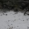 ほとんど雪の降らない兵庫県南部の雪