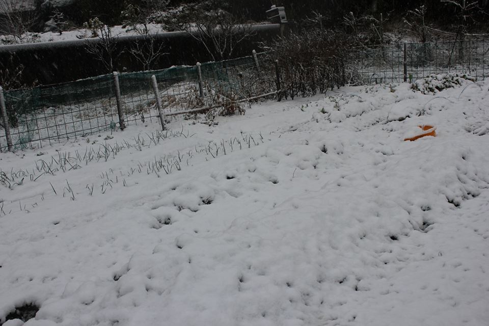 ほとんど雪の降らない兵庫県南部の雪