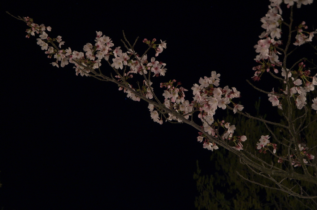 夜桜４