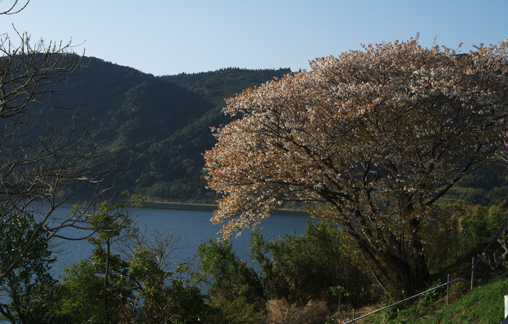 鰻池のほとり4