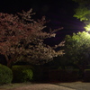 夜桜７