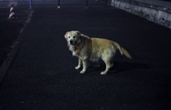夜中の散歩