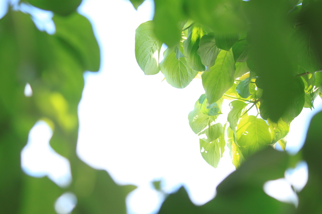 柔らかな陽差し