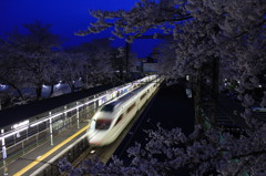 夜桜と白い矢