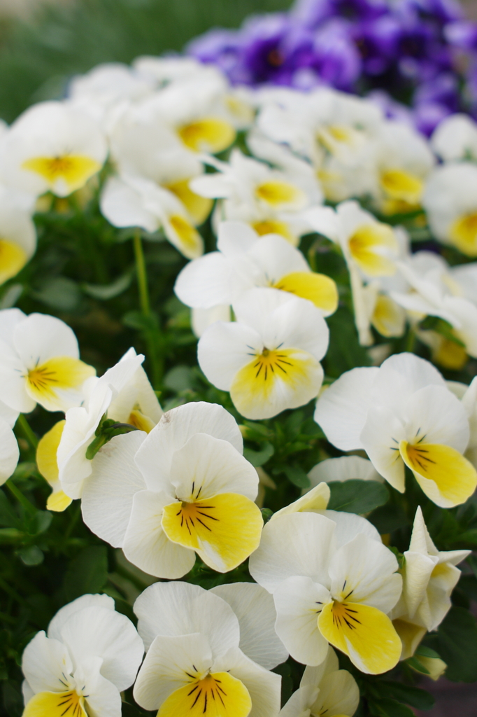 黄の花弁