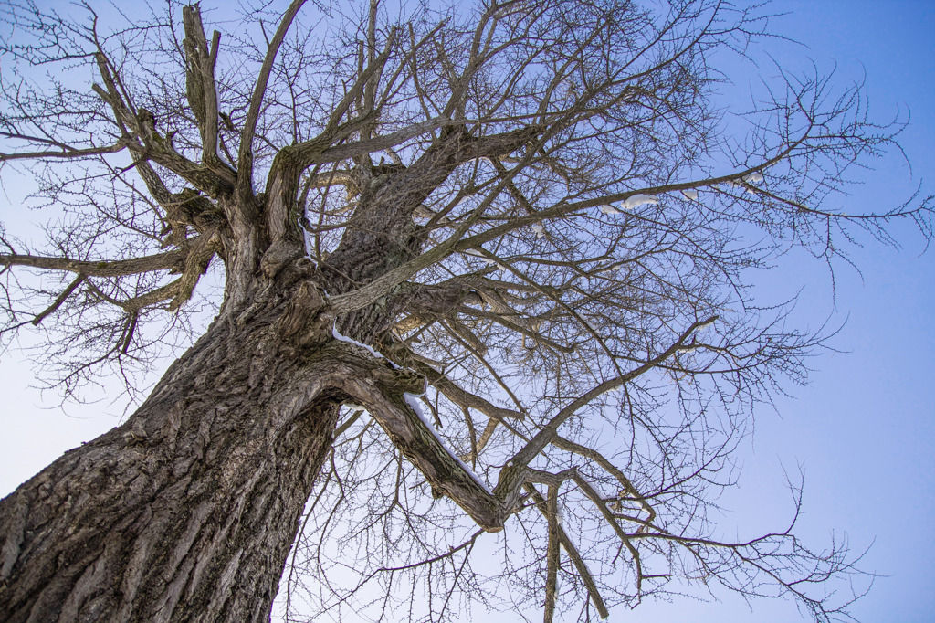 Monster Tree