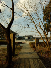 カラス
