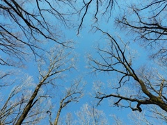 winter   forest  2