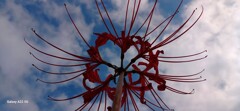 cluster amaryllis