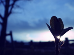 2015.1.1 希望の光