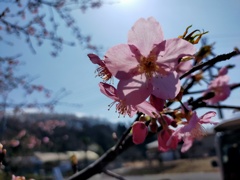 やっぱり桜はいいですね