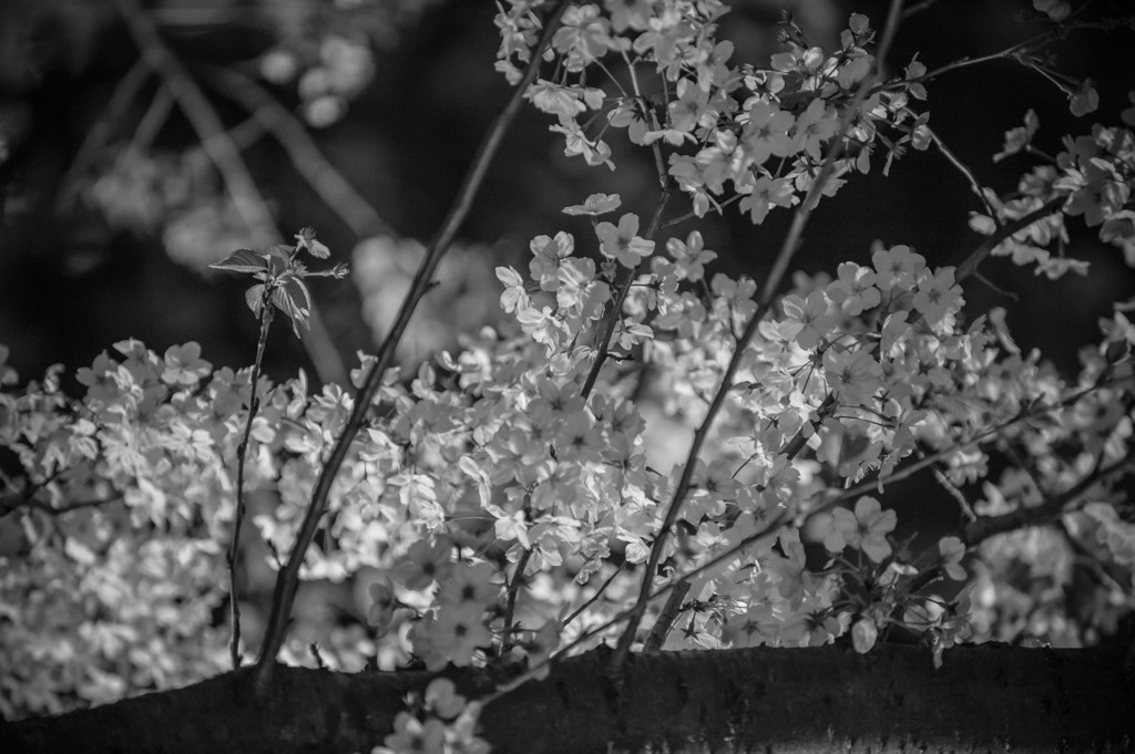 DSC_6378