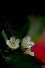 DSC_1920