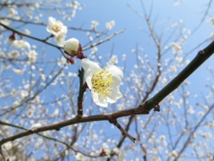 新しい春