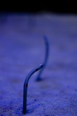ニョキ!!