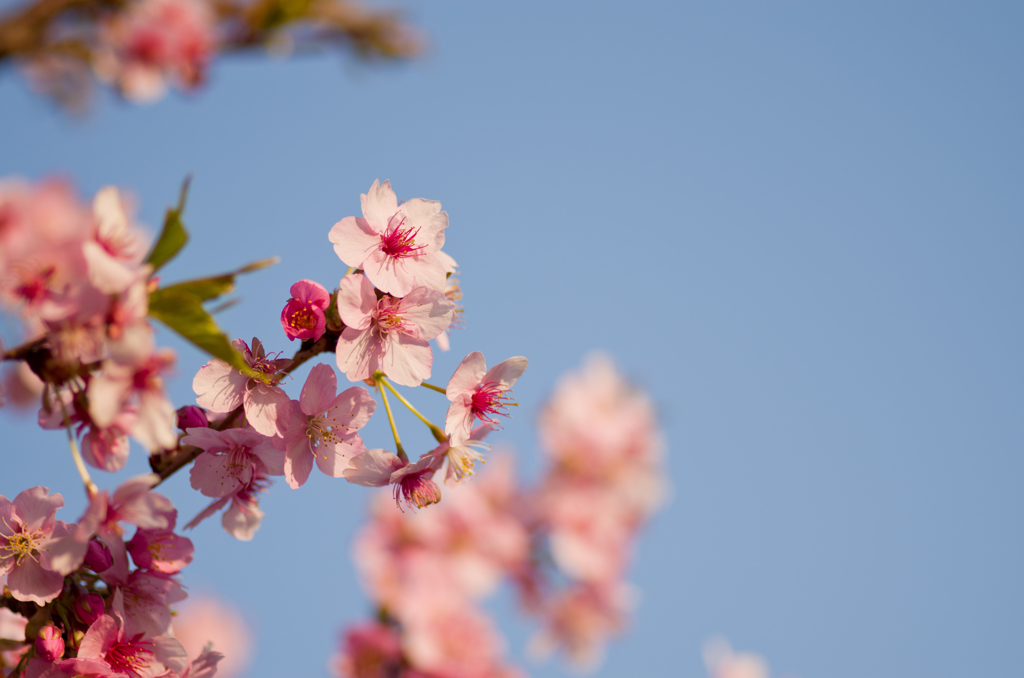 マクロレンズ事初め4　～SAKURA2014～