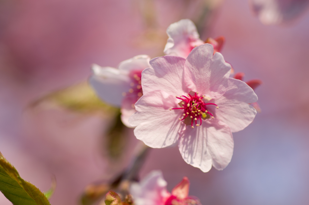 マクロレンズ事初め3　～SAKURA2014～