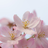 Pastel Cherry　～SAKURA2014～