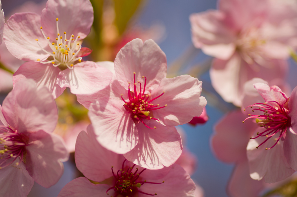 マクロレンズ事初め1　～SAKURA2014～