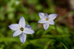 Flowers1