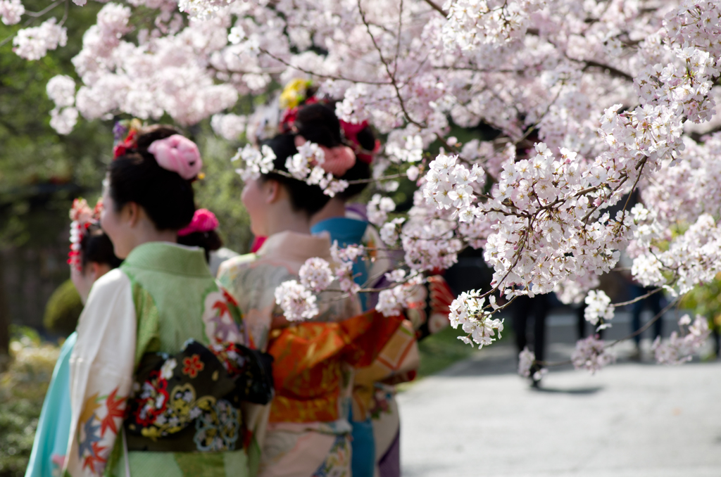 華を添えて　～SAKURA2014～