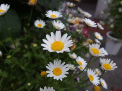 2013-04-29_マーガレット