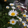2013-04-29_マーガレット
