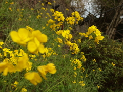 2013-04-14_菜の花01