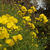 2013-04-14_菜の花01