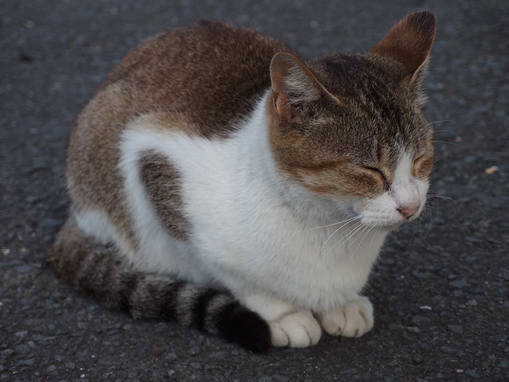 2013-10-06_すやぁ