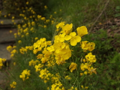 2013-04-14_菜の花02