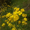 2013-04-14_菜の花02