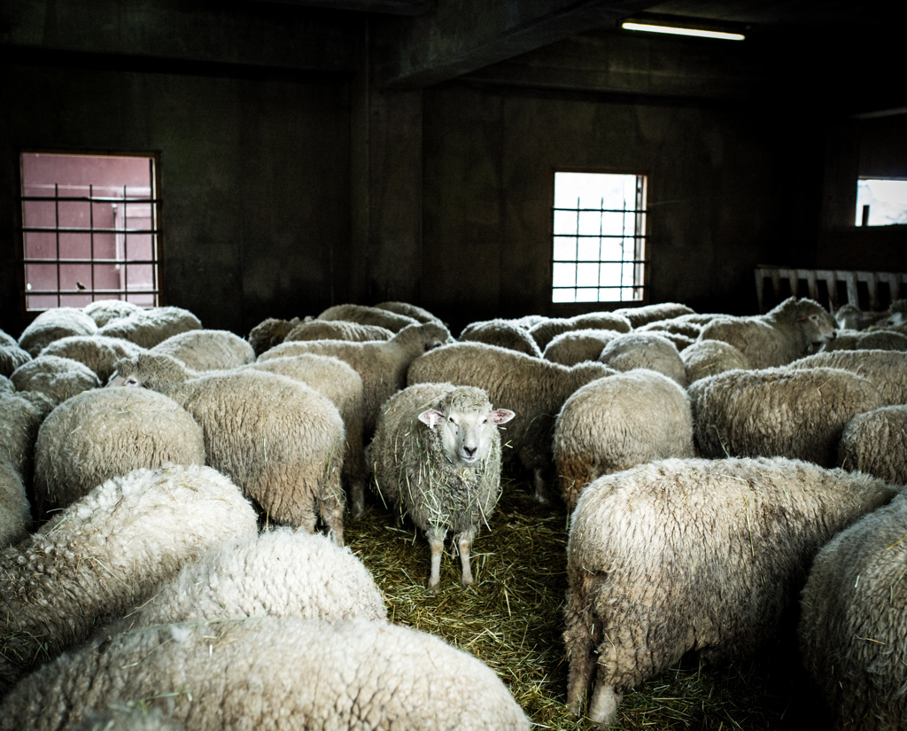 a wild sheep chase series a wild sheep chase series