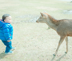 Nara Park #7