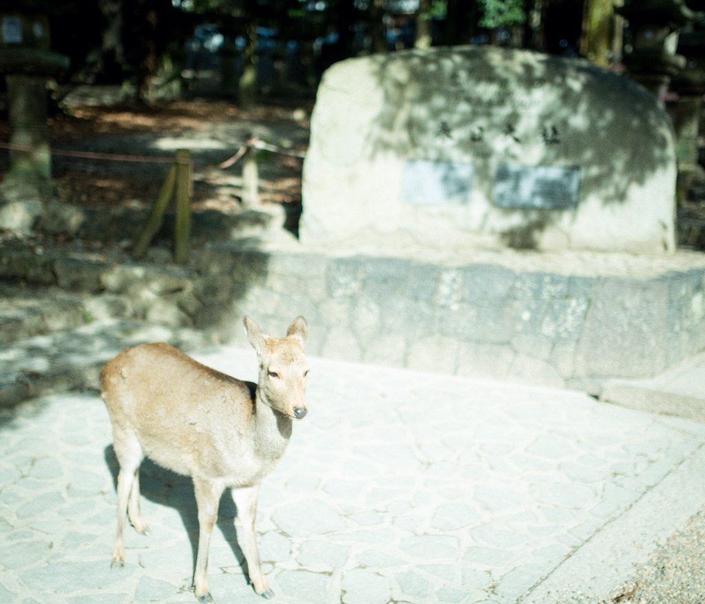 Nara park #1