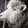 A Wild Sheep Chase #4