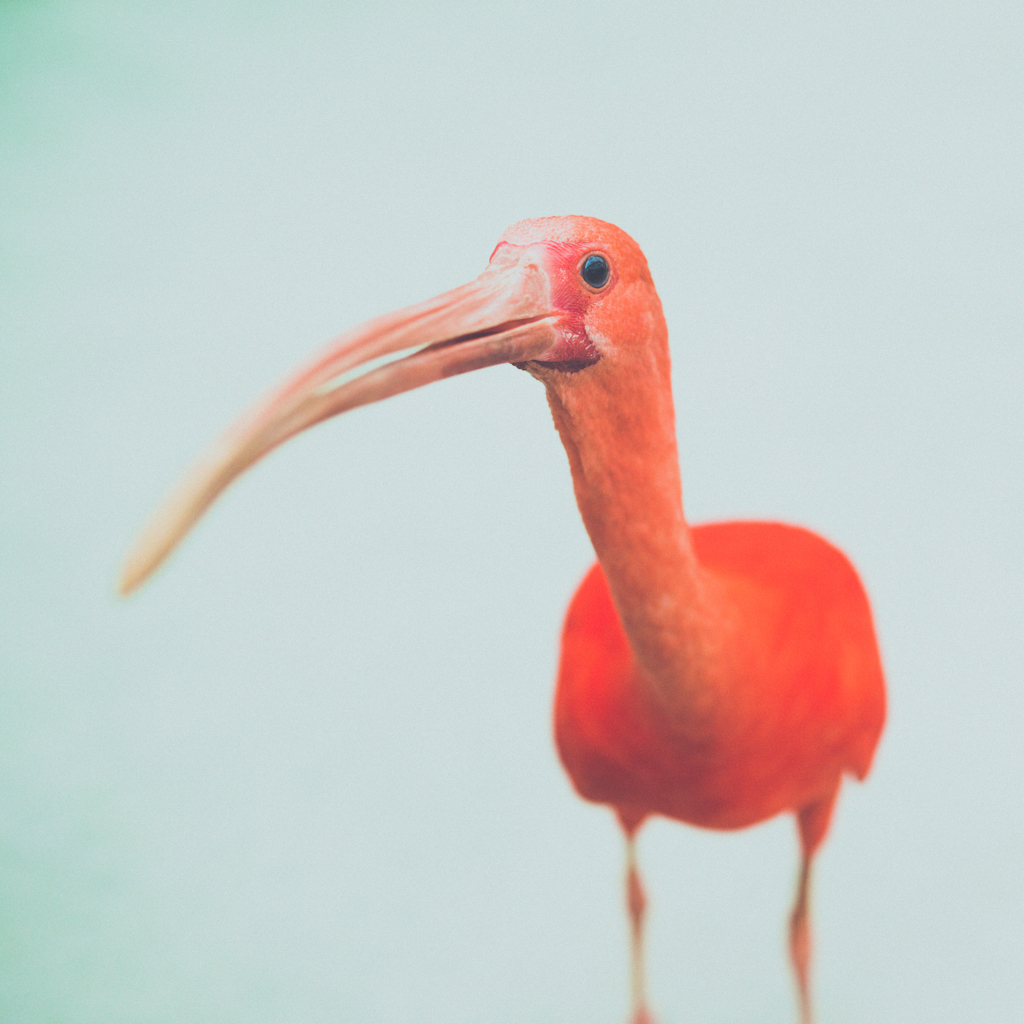 Scarlet Ibis