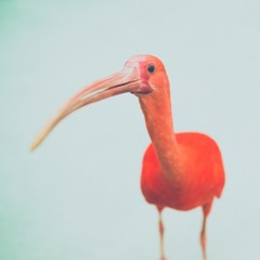 Scarlet Ibis