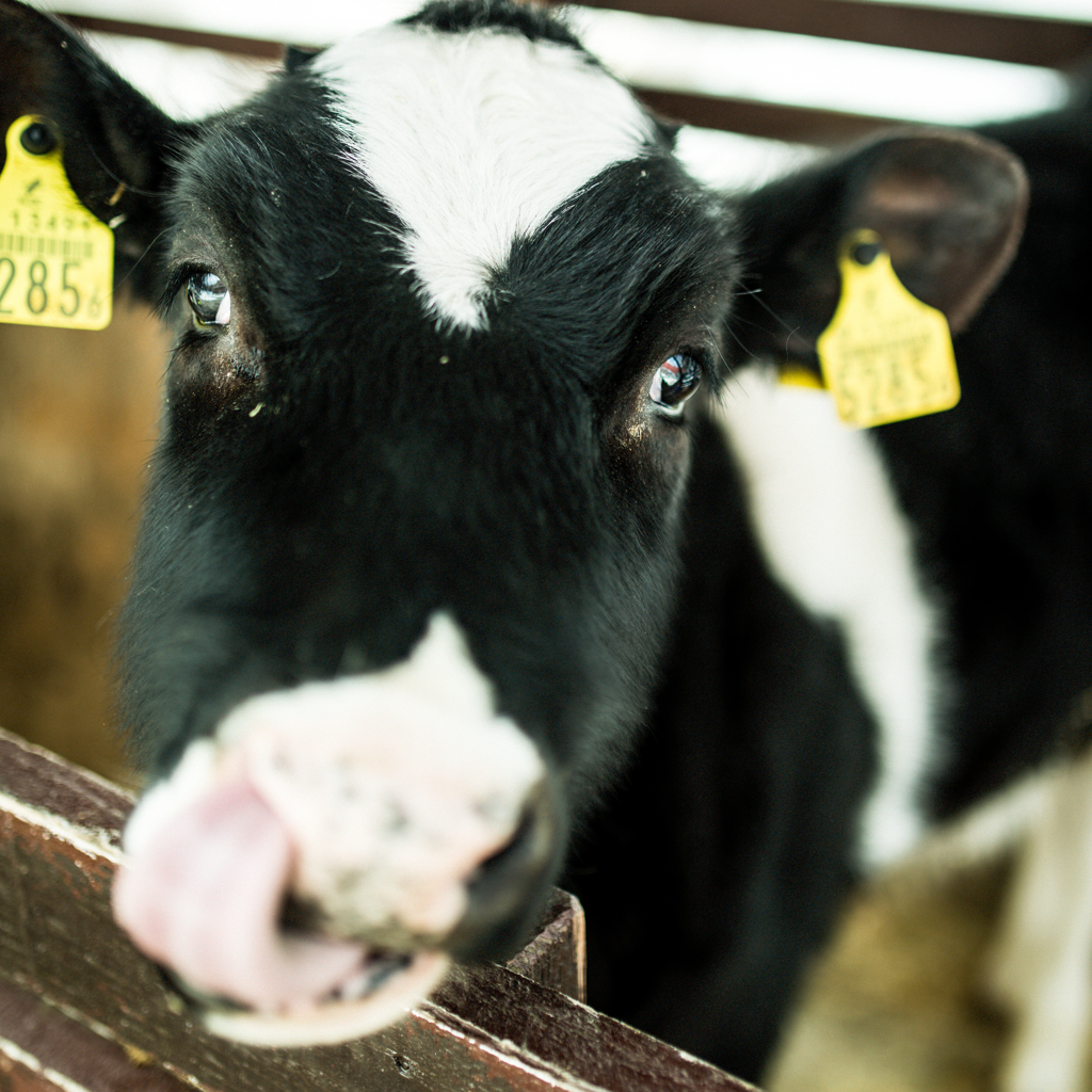 Milk Cow