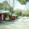 Nara Park #4