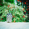 Nothem White-faced Scops owl