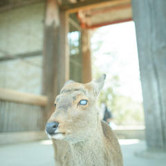 Nara Park #6